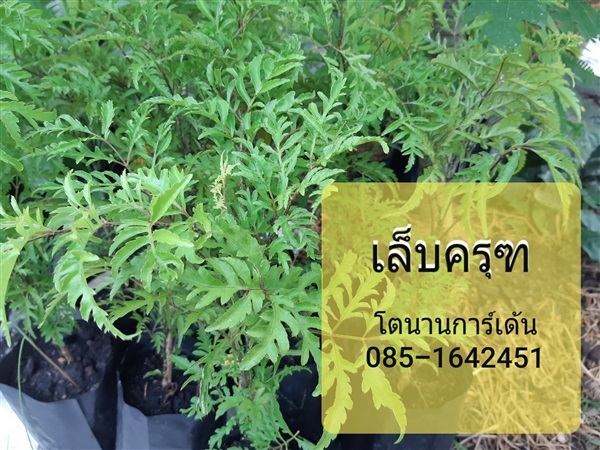 เล็บครุฑ | บ้านหญ้าหวาน โตนานการ์เด้น นนทบุรี - ปากเกร็ด นนทบุรี