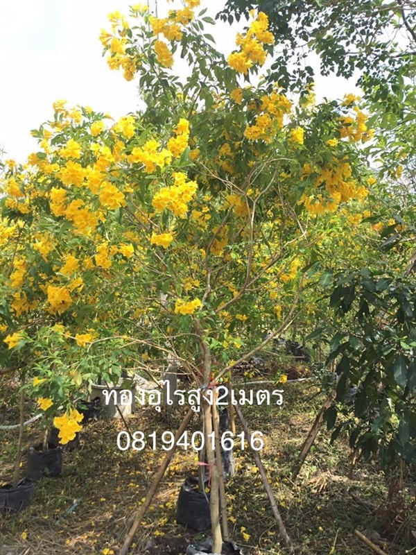 ต้นทองอุไรสูง 2 เมตร | สวนพร้อมพันธุ์ไม้ -  ปราจีนบุรี