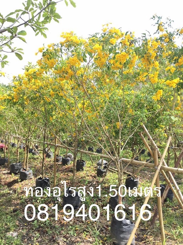 ต้นทองอุไรสูง 1.50 เมตร | สวนพร้อมพันธุ์ไม้ -  ปราจีนบุรี