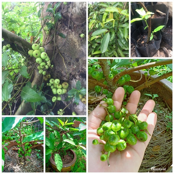 มะเดื่ออุทุมพร. มะเดื่อชุมพร ส่งเก็บเงินปลายทาง.  | วรรณพันธุ์ไม้ - เมืองตรัง ตรัง