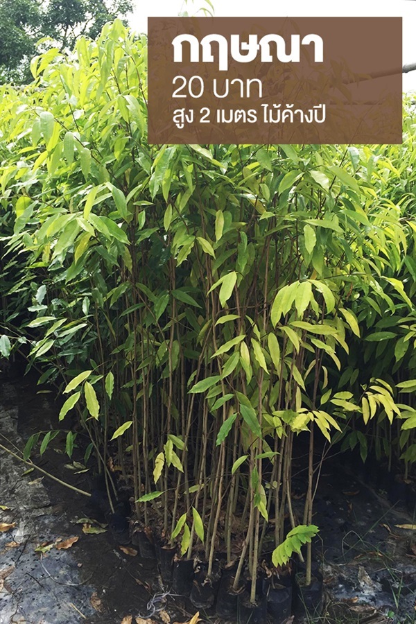 กฤษณา | มนตรี สวนป่าไม้เศรษฐกิจ - โพธาราม ราชบุรี