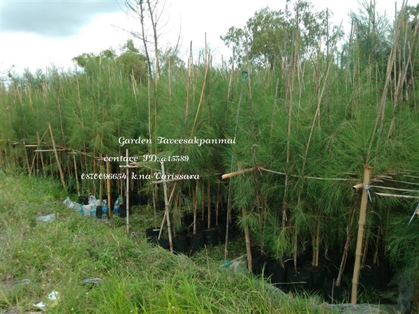 รับปลูกต้นสนประดิพัทธ์ทั่วประเทศ | สวนทวีศักดิ์พันธุ์ไม้ - องครักษ์ นครนายก