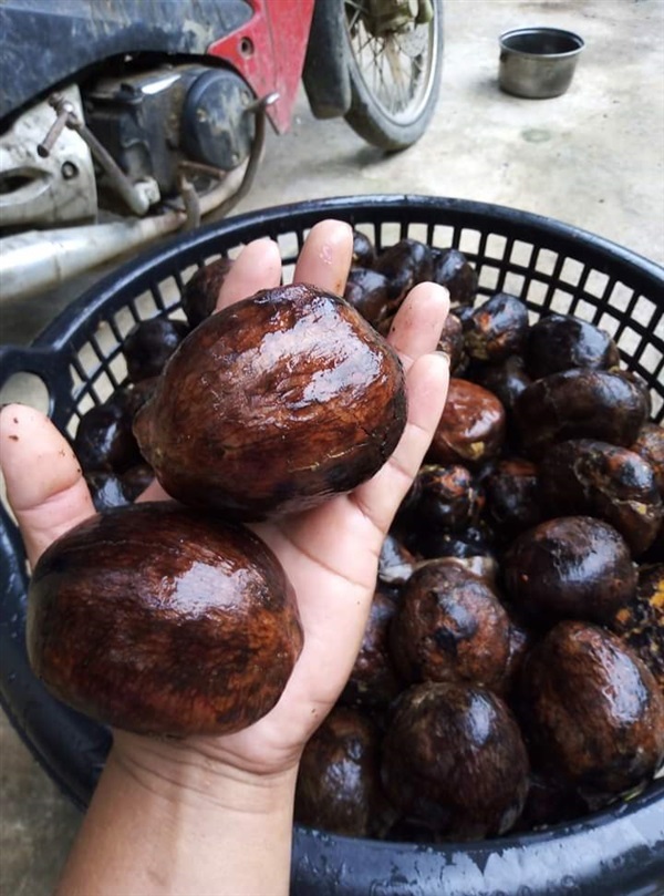 ขายเมล็ดทุเรียนป่า | เมล็ดพันธุ์ดี เกษตรวิถีไทย - เมืองระยอง ระยอง