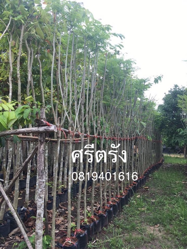 ต้นศรีตรัง | สวนพร้อมพันธุ์ไม้ -  ปราจีนบุรี