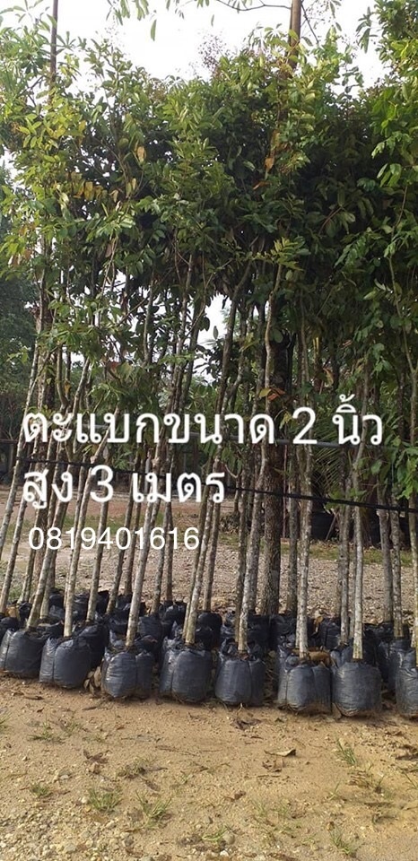 ต้นตะแบก 2 นี้วสูง3เมตร | สวนพร้อมพันธุ์ไม้ -  ปราจีนบุรี
