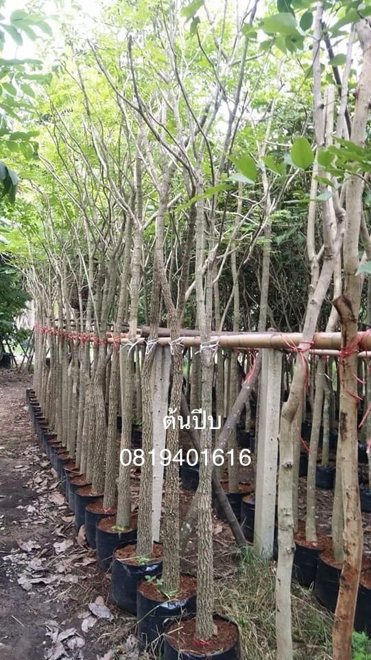 ต้นปีบ | สวนพร้อมพันธุ์ไม้ -  ปราจีนบุรี