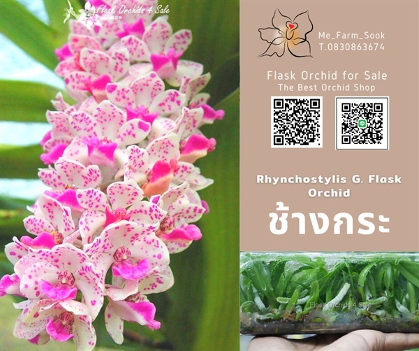 จำหน่ายกล้วยไม้ขวด ช้างกระ ช้างเเดง ช้างพลาย ช้างเผือก  | Flask Orchids 4 Sale - ห้วยกระเจา กาญจนบุรี