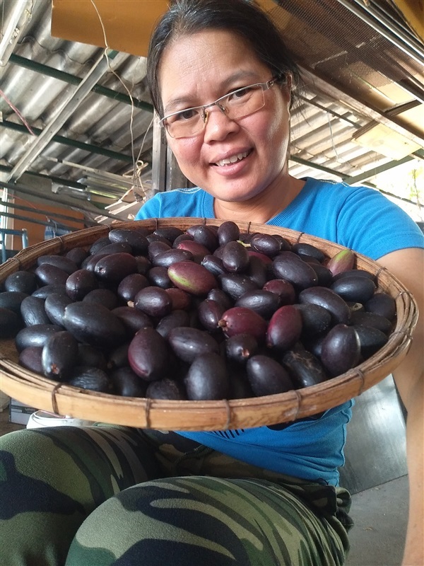 ขายเมล็ดและต้นกล้าหนำเลี๊ยบ | เมล็ดพันธุ์ดี เกษตรวิถีไทย - เมืองระยอง ระยอง