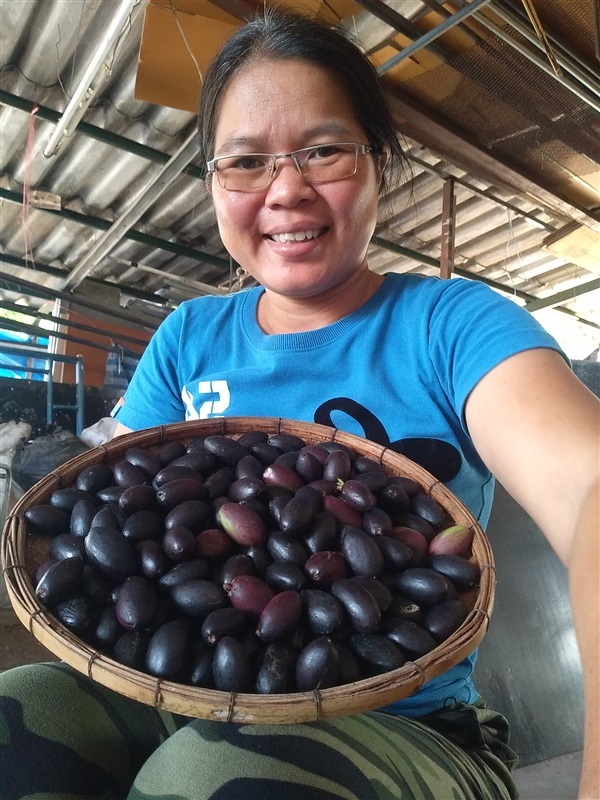 ขายเมล็ดและต้นกล้าหนำเลี๊ยบ | เมล็ดพันธุ์ดี เกษตรวิถีไทย - เมืองระยอง ระยอง