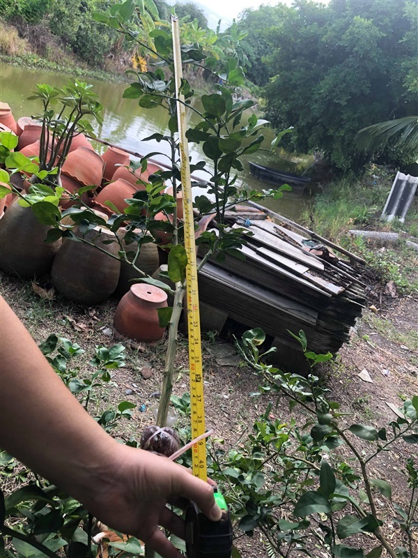 มะนาว แป้นนคร กิ่งใหญ่ รากแน่น | บ้านคุณเมธี - เมืองปทุมธานี ปทุมธานี