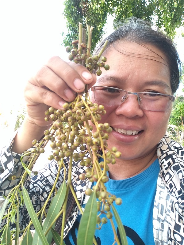 ขายเมล็ดพร้อมเพาะยูคาลิปตัส