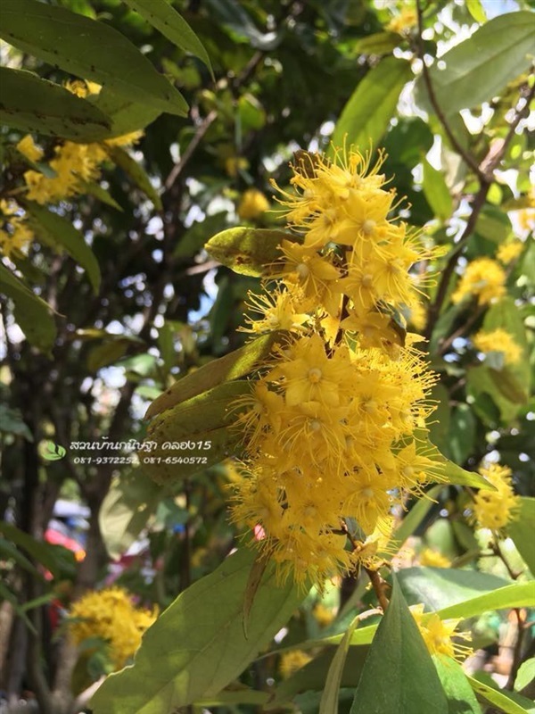 ต้นรวงผึ้ง |  สวนบ้านกนิษฐา คลอง 15 - องครักษ์ นครนายก