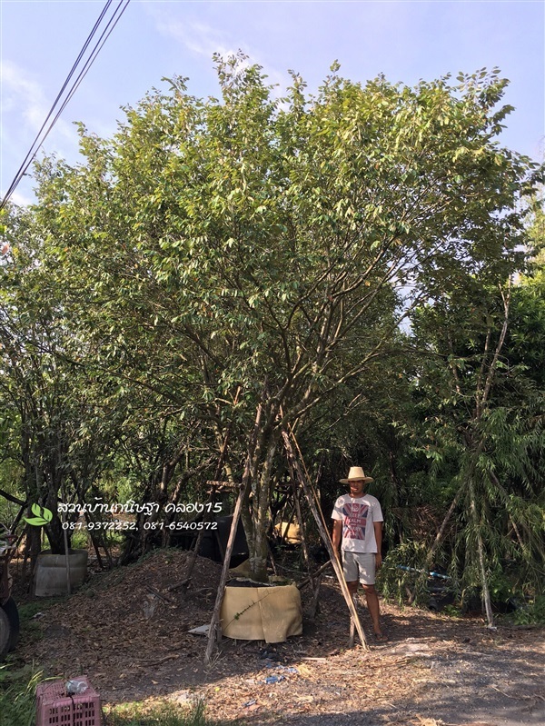 ต้นรวงผึ้ง |  สวนบ้านกนิษฐา คลอง 15 - องครักษ์ นครนายก