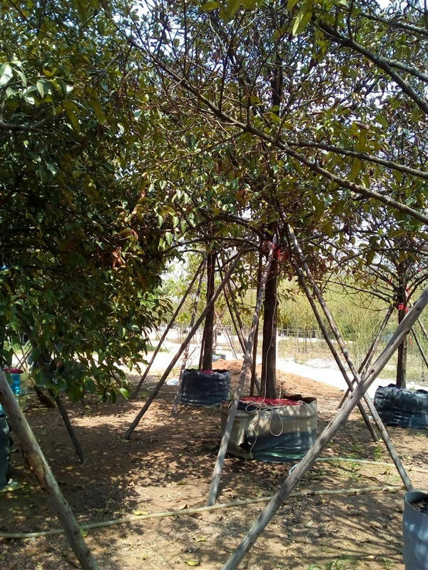ต้นมังคุด | สวนสุดทางรัก ( ต๊ะเอ๋ พันธ์ุไม้ ) -  ปราจีนบุรี