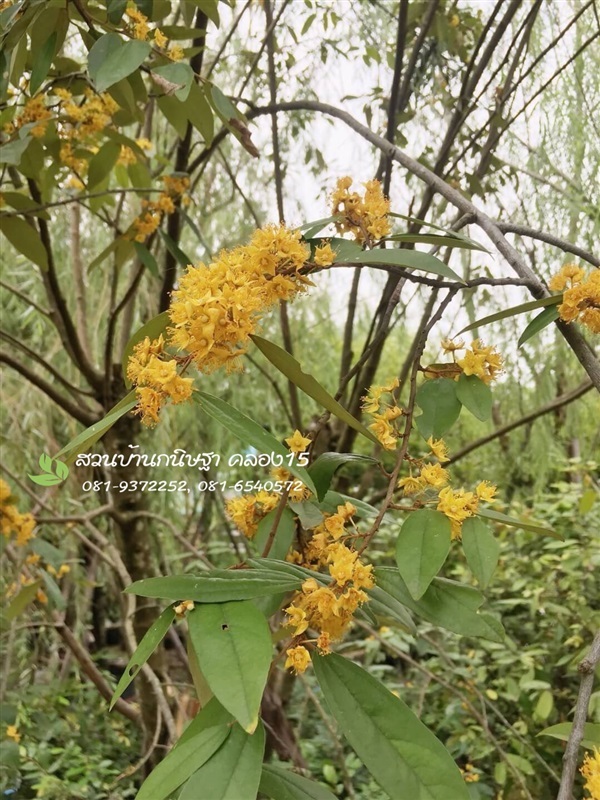 ต้นรวงผึ้ง |  สวนบ้านกนิษฐา คลอง 15 - องครักษ์ นครนายก