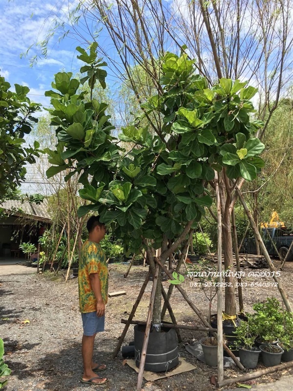 ไทรใบสัก |  สวนบ้านกนิษฐา คลอง 15 - องครักษ์ นครนายก