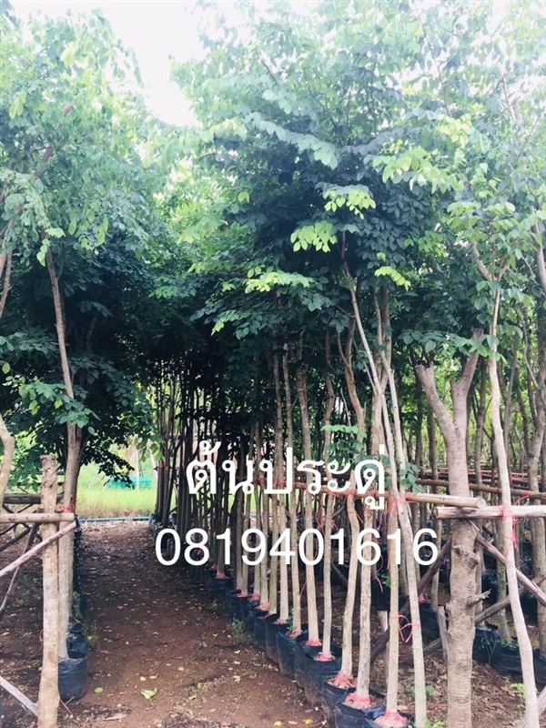 ต้น ประดู่ | สวนพร้อมพันธุ์ไม้ -  ปราจีนบุรี