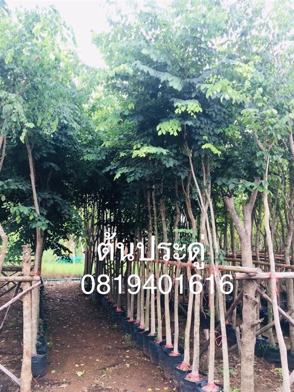 ต้นประดู่  | สวนพร้อมพันธุ์ไม้ -  ปราจีนบุรี