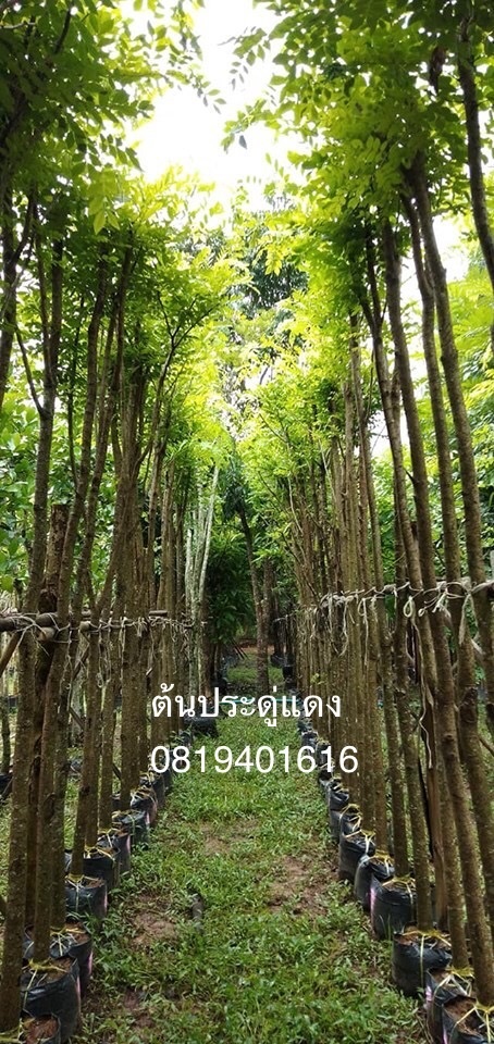 ต้นประดู่แดง | สวนพร้อมพันธุ์ไม้ -  ปราจีนบุรี