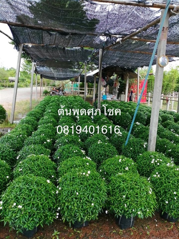 พุดสุภโชค | สวนพร้อมพันธุ์ไม้ -  ปราจีนบุรี