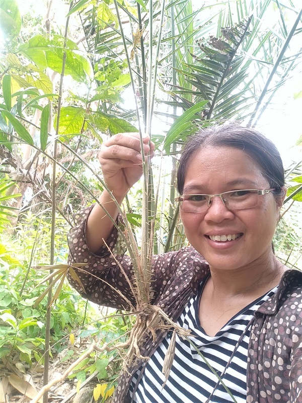 ขายต้นกล้าหวายพร้อมปลูก | เมล็ดพันธุ์ดี เกษตรวิถีไทย - เมืองระยอง ระยอง