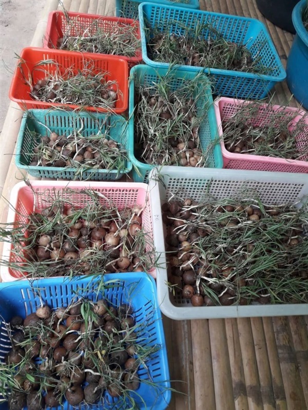 แห้วกระต่าย brachystelma spp. | สวนศรีชาวนา - เมืองปราจีนบุรี ปราจีนบุรี