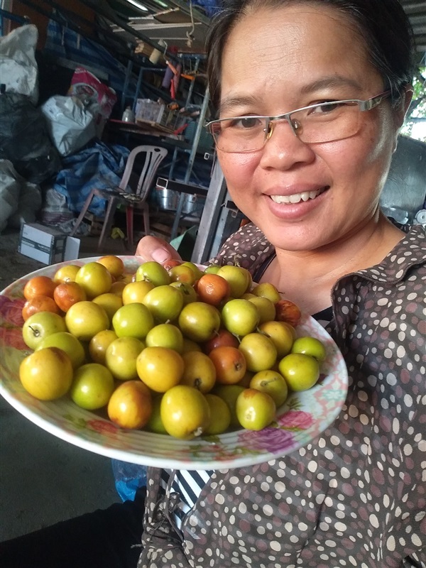 ขายเมล็ดพร้อมเพาะพุทธสามรส | เมล็ดพันธุ์ดี เกษตรวิถีไทย - เมืองระยอง ระยอง