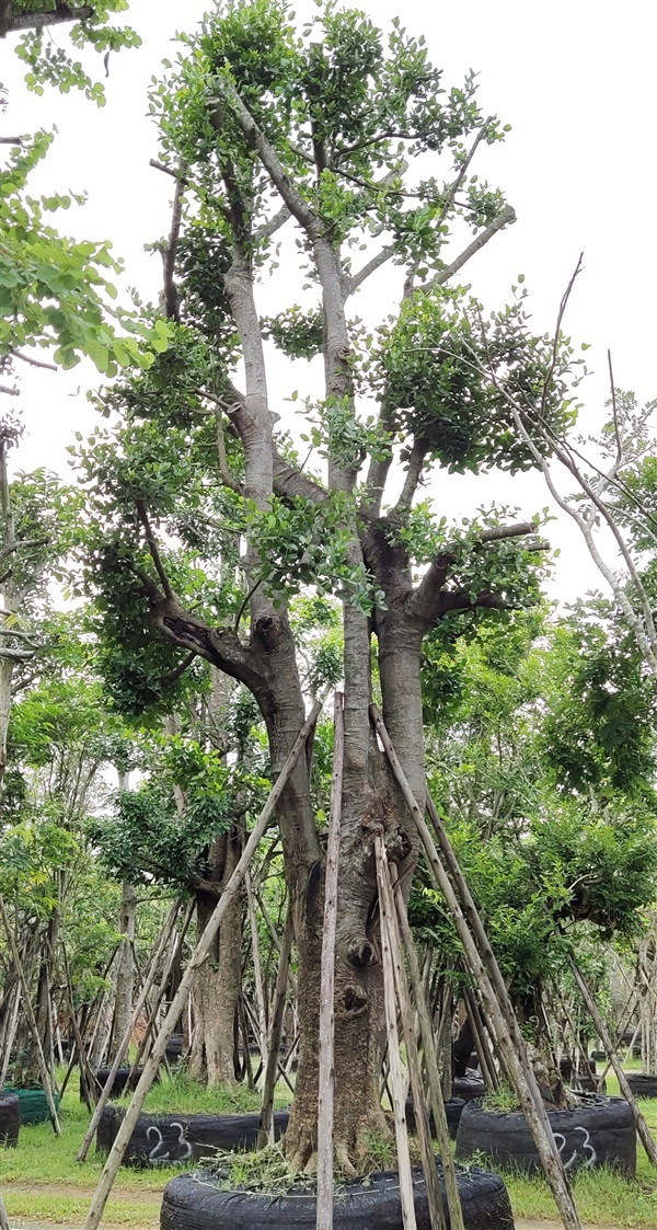 ต้นมั่งมี | สวนสมใจนึก - แก่งคอย สระบุรี