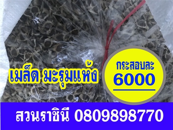 ขายเมล็ดมะรุมแห้ง ส่งทั่วไทย สินค้ามาตรฐาน | สวนราชินี จ.กำแพงเพชร -  กำแพงเพชร