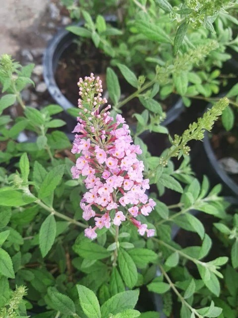 ราชาวดีสีชมพู - Pink Delight Butterfly Bush (กทม) | Kiattisak Pailay - บางกอกน้อย กรุงเทพมหานคร