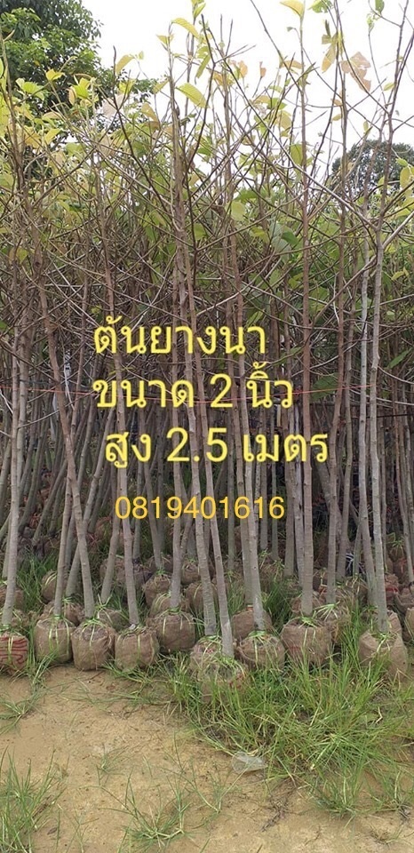 ยางนา 2 นิ้วสูง3เมตร | สวนพร้อมพันธุ์ไม้ -  ปราจีนบุรี