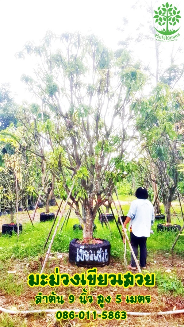 ขายต้นมะม่วงเขียวเสวย 9 นิ้ว สูง 5 เมตรฟอร์มสวย | จริงใจไม้มงคล แอนด์ แลนด์สเคป - ลำลูกกา ปทุมธานี