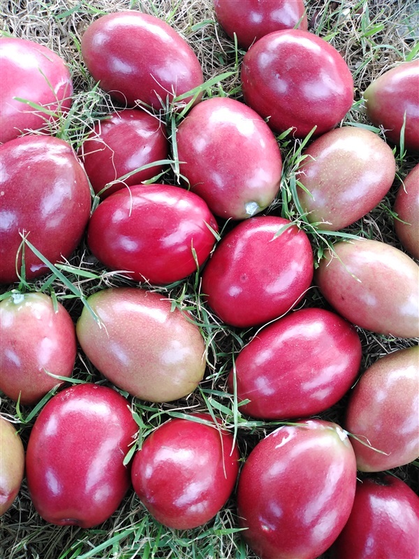 ผลตีนเป็ดน้ำดอกหอม | เมล็ดพันธุ์ดี เกษตรวิถีไทย - เมืองระยอง ระยอง