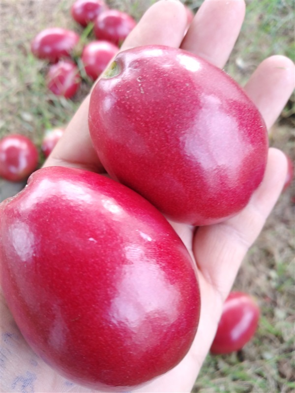 ผลตีนเป็ดน้ำดอกหอม | เมล็ดพันธุ์ดี เกษตรวิถีไทย - เมืองระยอง ระยอง