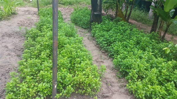 ใบยอดจิงจูฉ่าย | สวนผักบ้านไร่ วิมานดิน - นาดี ปราจีนบุรี