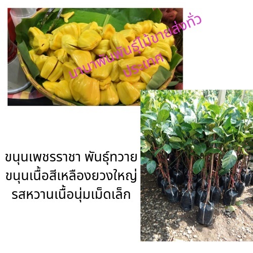 ต้นขนุนเพชรราชา