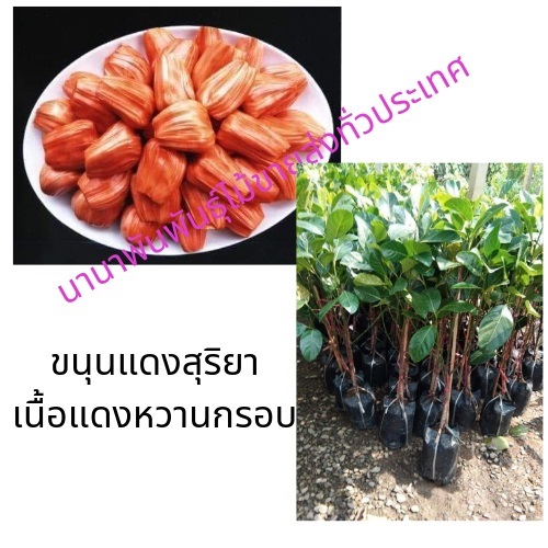 ต้นขนุนแดงสุริยา | ห้างหุ้นส่วนจำกัด แกรนด์การ์เด้น พลัส - คลองหลวง ปทุมธานี