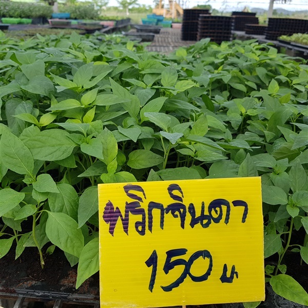 พริกจินดา | อู่ทอง พรรณไม้ - อู่ทอง สุพรรณบุรี