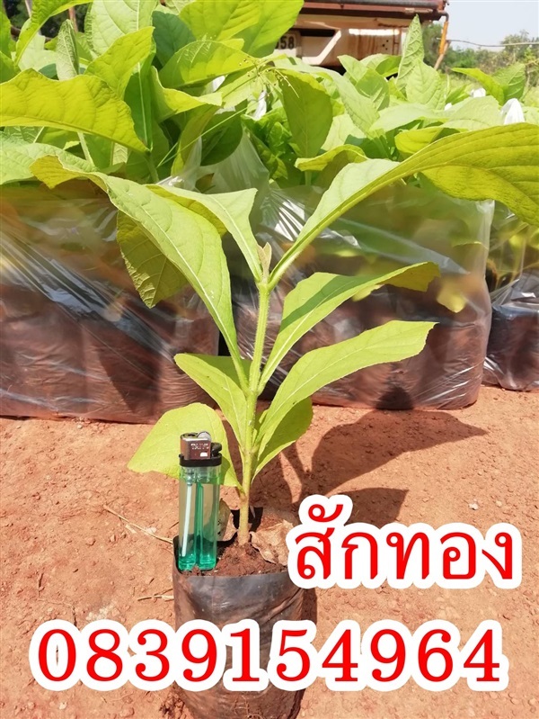 กล้าสักทอง | Kla sakthxng - น้ำปาด อุตรดิตถ์