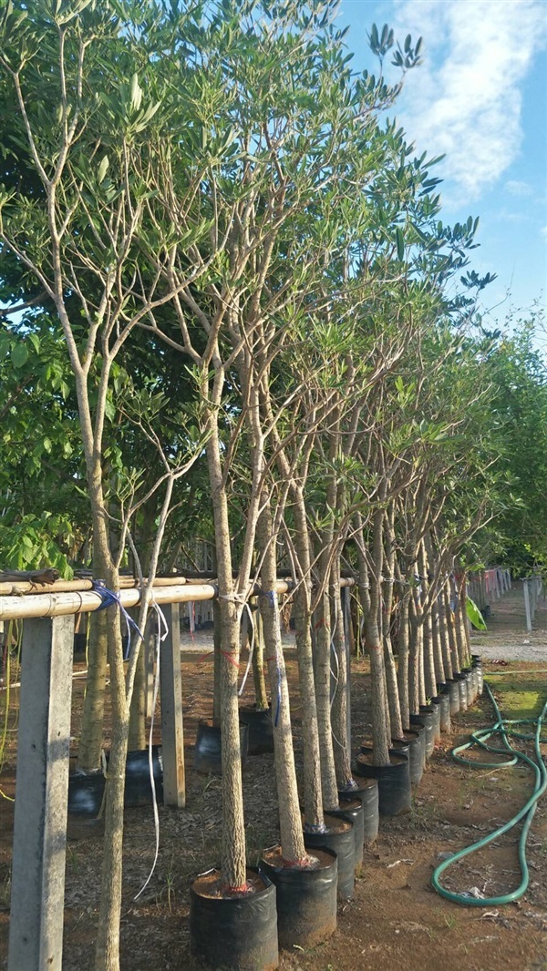 เหลืองปรีดียาธร | สวน สมศรี ไม้ประดับ - เมืองปราจีนบุรี ปราจีนบุรี