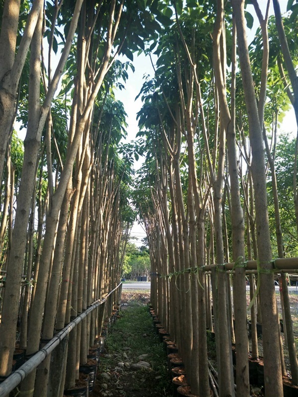 ชมพูพันทิพย์ | สวน สมศรี ไม้ประดับ - เมืองปราจีนบุรี ปราจีนบุรี