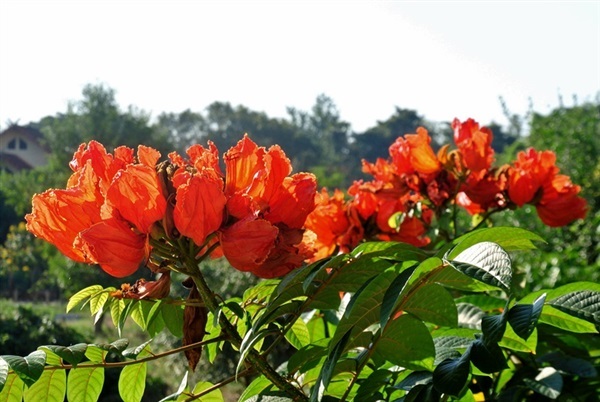 แคแสด African tulip | สวนจามจุรี - ดอยสะเก็ด เชียงใหม่