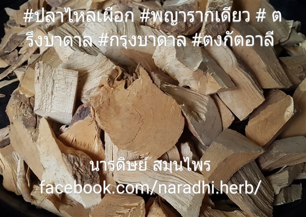 ปลาไหลเผือก ตงกัตอารี กรุงบาดาล ตรึงบาดาล | นารดิษย์ สมุนไพร - คลองสามวา กรุงเทพมหานคร