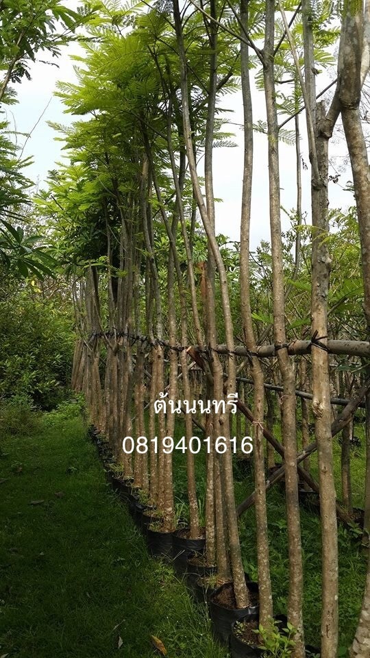 ต้นนนทรี | สวนพร้อมพันธุ์ไม้ -  ปราจีนบุรี