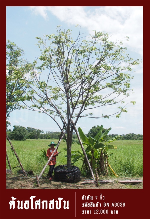 ต้นอโศกสปัน NO.3039 | สวนเป็นหนึ่งพันธุ์ไม้ - วัฒนา กรุงเทพมหานคร
