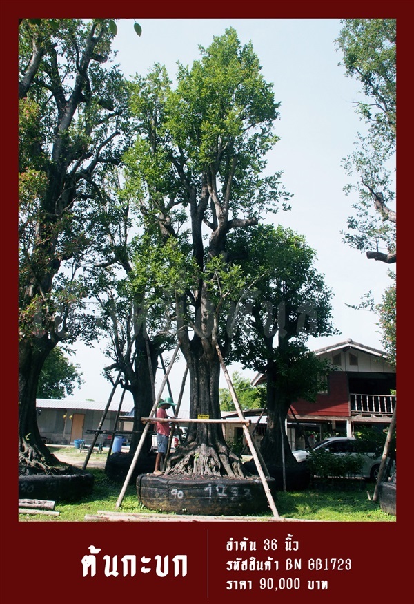 ต้นกะบก NO.1723 | สวนเป็นหนึ่งพันธุ์ไม้ - วัฒนา กรุงเทพมหานคร