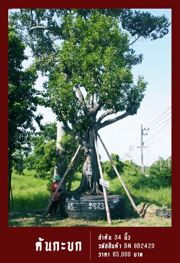 ต้นกะบก NO.2423 | สวนเป็นหนึ่งพันธุ์ไม้ - วัฒนา กรุงเทพมหานคร