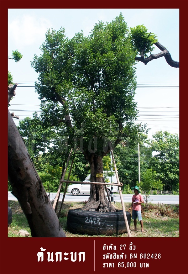 ต้นกะบก NO.2428 | สวนเป็นหนึ่งพันธุ์ไม้ - วัฒนา กรุงเทพมหานคร