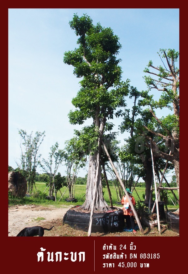 ต้นกะบก NO.3185 | สวนเป็นหนึ่งพันธุ์ไม้ - วัฒนา กรุงเทพมหานคร