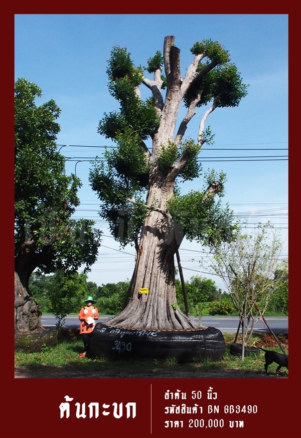 ต้นกะบก NO.3490 | สวนเป็นหนึ่งพันธุ์ไม้ - วัฒนา กรุงเทพมหานคร